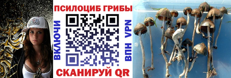 Псилоцибиновые грибы Psilocybe  даркнет сайт  Бирск 